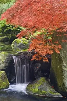 Images Dated 29th October 2008: USA, Oregon, Portland. Waterfall and Japanese maple at Portland Japanese Garden