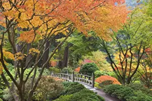 Images Dated 29th October 2008: USA, Oregon, Portland. Wooden bridge and maple trees in autumn color at Portland Japanese Garden