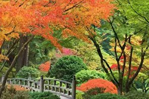Maple Prints: USA, Oregon, Portland. Wooden bridge and maple trees in autumn color at Portland Japanese Garden