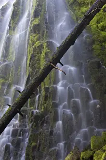 Images Dated 15th July 2013: USA, Oregon, Proxy Falls. Waterfalls over basalt columns