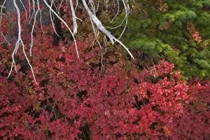 Royalty Free Prints: USA, Oregon. Red huckleberry bush grows near Metolius River