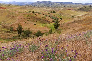 Images Dated 8th June 2017: USA, Oregon, Redmond, Bend, Mitchell. Series of low clay hills striped in colorful