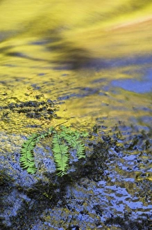 USA, Oregon. Reflections in stream with fern on rock
