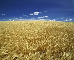 Eastern Oregon Prints: USA, Oregon. Ripe wheat blows in the summer sun on the high plateau in eastern Oregon