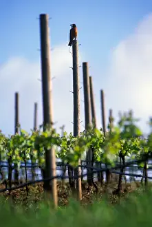 USA, Oregon, Robin sitting on a post with his breakfast in a Willamette valley vineyard