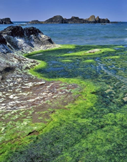 Seal Rock Prints: USA, Oregon. Rock formations and algae at Seal Rock