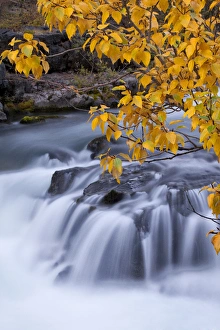 Rushing Prints: USA, Oregon. Rogue River waterfalls in autumn