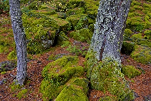Images Dated 2000: USA, Oregon, Rogue River Wilderness. Moss-covered rocks