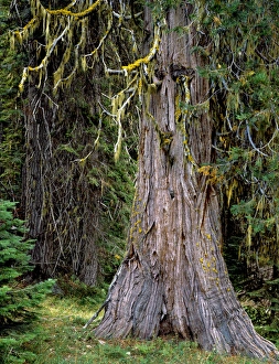 Images Dated 26th March 2015: USA, Oregon, Rogue-Umpqua Divide Wilderness