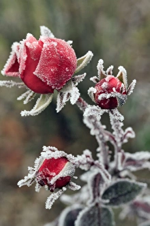 Images Dated 19th January 2013: USA, Oregon. Roses draped with frost