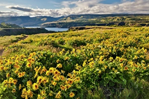 Images Dated 30th April 2024: USA, Oregon. Rowena Crest on Old Highway 30 above Columbia River and springtime balsamroot blooming