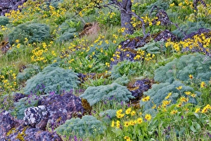 Balsamroot Prints: USA, Oregon. Rowena Crest on Old Highway 30 above Columbia River and springtime balsamroot blooming