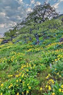 Balsamroot Prints: USA, Oregon. Rowena Crest on Old Highway 30 above Columbia River and springtime balsamroot blooming