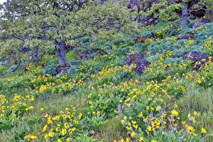 Balsamroot Prints: USA, Oregon. Rowena Crest on Old Highway 30 above Columbia River and springtime balsamroot blooming