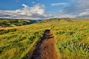 Path Prints: USA, Oregon. Rowena Crest on Old Highway 30 above Columbia River and springtime balsamroot