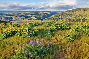 Path Prints: USA, Oregon. Rowena Crest on Old Highway 30 above Columbia River and springtime balsamroot