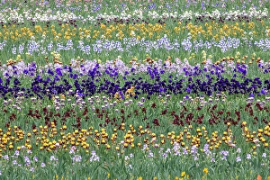 Salem Prints: USA, Oregon. Rows of bearded iris in field
