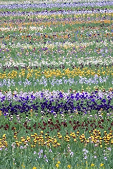 Salem Prints: USA, Oregon. Rows of bearded iris in field
