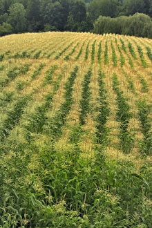 Steve Terrill Prints: USA, Oregon. Rows of corn on Sauvie Island
