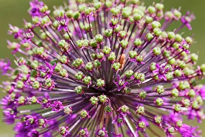 Salem Prints: USA, Oregon, Salem. Allium bloom fading