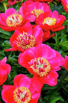 Peony Prints: USA, Oregon, Salem. Area garden with bright pink peonies