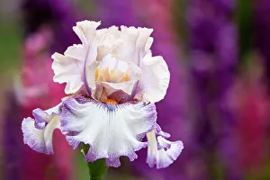 Salem Prints: USA, Oregon, Salem. Bearded iris in garden