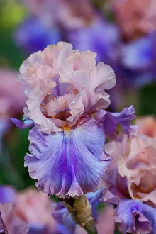 Salem Prints: USA, Oregon, Salem. Bearded iris in garden
