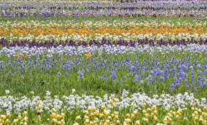 Salem Prints: USA, Oregon, Salem Bearded Iris grown in field