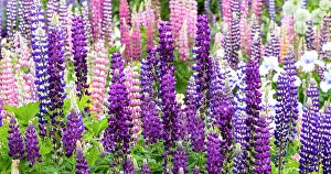 Lupine Prints: USA, Oregon, Salem. Bearded iris and lupine in multiple colors in garden