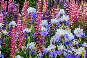 Lupine Prints: USA, Oregon, Salem. Bearded iris and lupine in multiple colors in garden