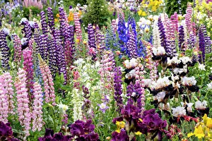 Lupine Prints: USA, Oregon, Salem. Bearded iris and lupine in multiple colors in garden