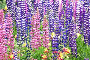 Lupine Prints: USA, Oregon, Salem. Bearded iris and lupine in multiple colors in garden