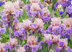 USA, Oregon, Salem, Bearded Iris springtime bloom