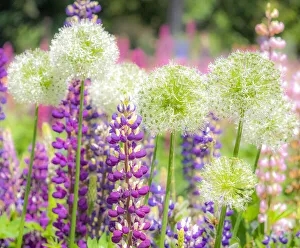 Gardening Prints: USA, Oregon, Salem, colorful garden with Russell Lupine and Allium in full bloom
