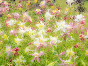 Gardening Prints: USA, Oregon, Salem, Columbine in display garden