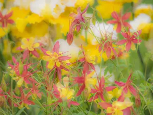 USA, Oregon, Salem, Columbine in display garden