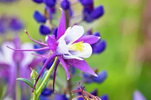 Lupine Prints: USA, Oregon, Salem. Columbine in multiple colors in garden