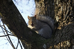 Rick A Brown Prints: USA, Oregon, Salem, Eastern Gray Squirrel (Sciurus carolinensis) begging food in downtown