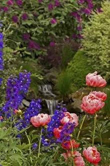 USA, Oregon, Salem. Flowers grow near brook at Schreiners Iris Garden