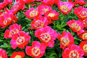 Peony Prints: USA, Oregon, Salem. Garden with bright pink peonies