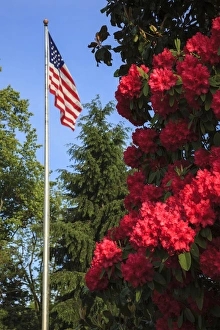 Rick A Brown Prints: USA, Oregon, Salem, State Capitol, Azaleas and US flag