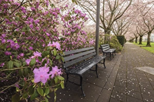 Rick A Brown Prints: USA, Oregon, Salem, State Capitol State Park in early spring