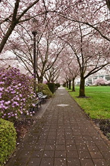 Images Dated 30th March 2012: USA, Oregon, Salem, State Capitol State Park in early spring