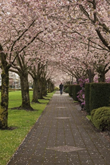 Images Dated 30th March 2012: USA, Oregon, Salem, State Capitol State Park in early spring