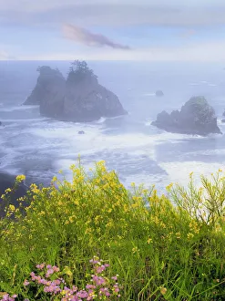 Prints of USA, Oregon, Samuel H. Boardman State Park. Wild mustard on cliff above coastline Images Dated 2020 May: USA, Oregon, Samuel H. Boardman State Park. Wild mustard on cliff above coastline