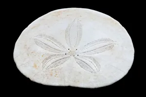 USA, Oregon. Sand dollar close-up. Credit as: Jean Carter / Jaynes Gallery / USA, Oregon. Sand dollar close-up. Credit as: Jean Carter / Jaynes Gallery /
