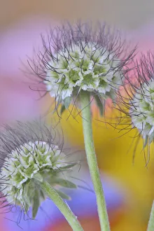 Images Dated 13th May 2020: USA, Oregon. Scabiosa flower seed heads close-up