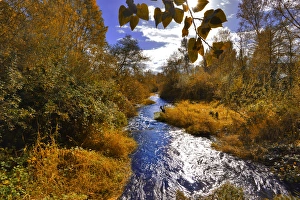 Brush Prints: USA, Oregon. Scenic of Dieckman Creek