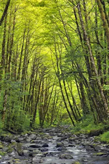 Steve Terrill Prints: USA, Oregon. Scenic with forest and Wilson River