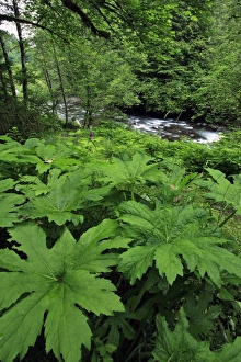 USA, Oregon. Scenic of Little Sandy River and ferns